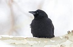 American Crow